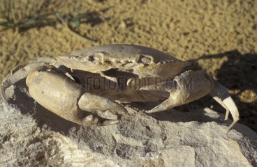 Crabe fossile de l'Eocène Vénétie Italie