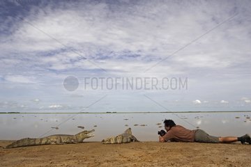 Fotograf und gewÃ¶hnliche Caimans venezolanische Llanos