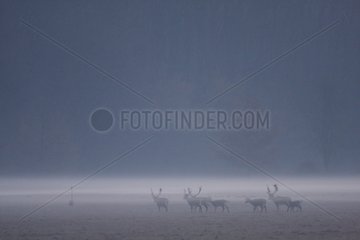 Group of fallow deers in the morning mist Illwalld France