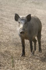 Female wild boar in wood France