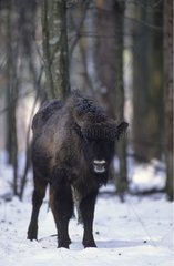 Bison d'Europe Jeune mâle agés de 2 ans Forêt de Bialowieza