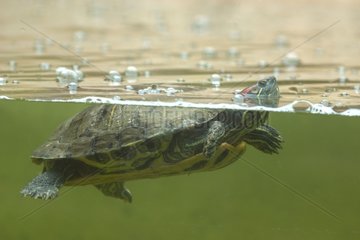 Red-eared Pond Slider swimming in the rain