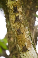 Proboscis -Fledermäuse ruhen auf einem Kofferraum Tortuguero Costa Rica