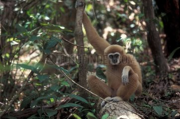 Gibbon de Lar assis Thaïlande