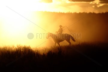 Cow-boy with horse in the meadow Oregon the USA