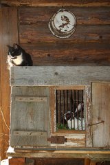 Cat and rabbit in a cowshed in Latvia