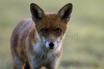 Tenderizing portrait of a Red fox Vosges France