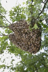 Bienenschwarm in einem Baum Frankreich