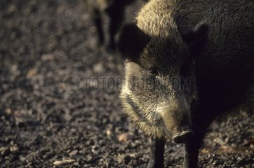 PortrÃ¤t eines Wildschweins in Frankreich