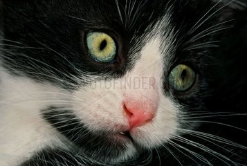 Porträt einer Schwarz -Weiß -Katze