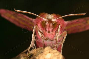 Portrait of Small Elephant Hawk-moth Midi-Pyrénées France