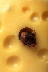 Domestic Mice outgoing head of a cheese hole France