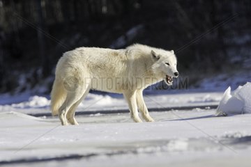 Loup frightened in the snow in the USA