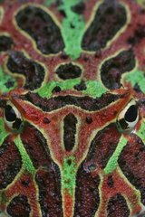 Close-up of the head of the Ornate Horned Frog