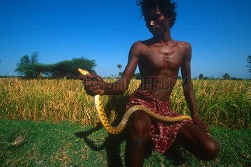 Chasseur de serpent Irula capturant un cobra pour son venin