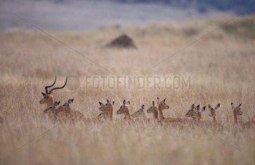 Male Impala and group of females Masaï Mara Kenya