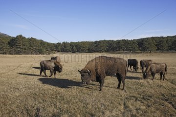 European Bisons in front of Bialowieza forest in Poland