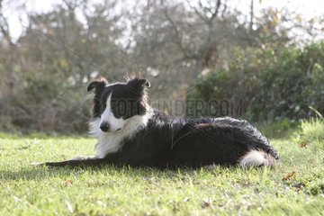 Male Border collie lying in l'herbe Coasts d'Armor France