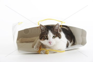Domestic Cat hiding in a bag for fun