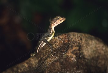 Lizard in rainforest Choco  Colombia