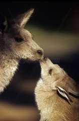 Eastern Grey Kangaroo and joey Warrumble National Park
