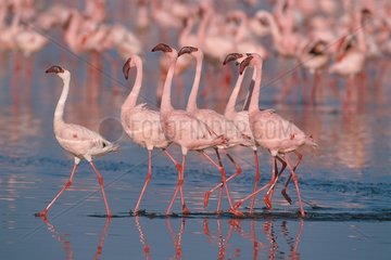 Lesser flamingos on the edges of the lake Bogoria Kenya