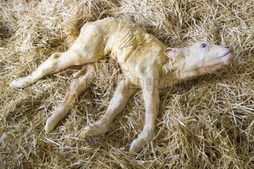 New-born charolais calf lying down in straw France