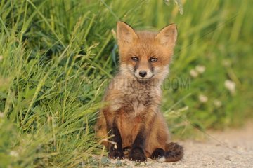 Young red fox on a country road Vosges France