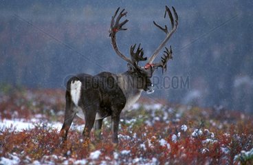 Caribou en hiver PN Denali Alaska USA