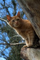 Cat perched in a tree France