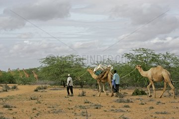 Meeting between Giraffe and the mobile library Kenya