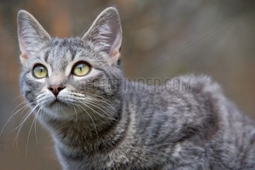 Porträt der Katze auf dem Aussichtspur Frankreich