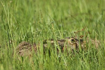 European Hare hidden in grass Bialowieza NP Poland