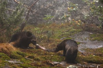 Pair of Wolverines fighting over a corpse Haelsingland Sweden