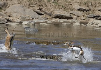 Nile Crocodiles attacking Thomson's Gazelles Masaï Mara