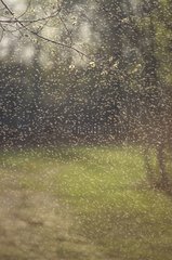 Wolke von Mücken im Frühjahr Manitoba Kanada