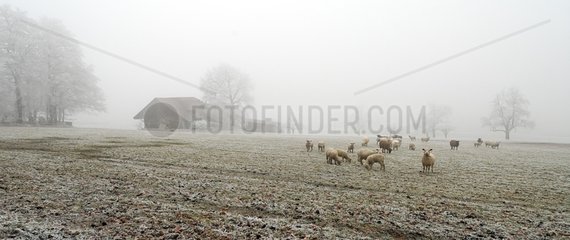 Sheep grazing in winter Ottenbach Canton of Zurich