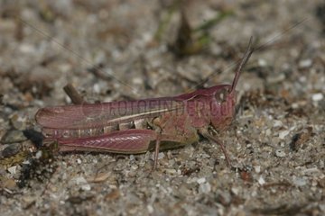 Bow-winged grasshopper on the ground