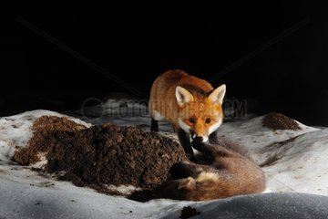 Red Fox and dead Marten in snow Normandie France