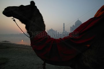Dromadaire monté devant le Taj Mahal Inde