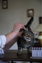 Cleaning the ear of a cat