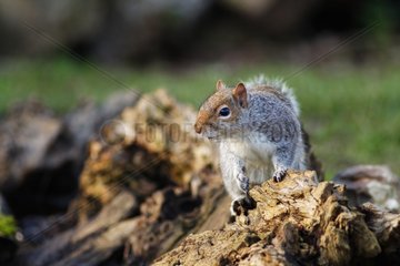 Grey squirrel on dead wood England