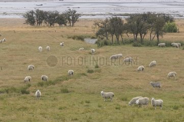Sheep at the edge of Dart river South Island New Zealand