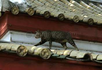 Cat walking on the roof of a temple Bangkok Thailand