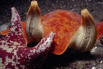 Etoile de mer chauve-souris Californie USA