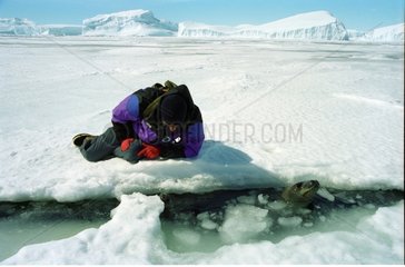 Scientist observing a Weddell seal and its young person