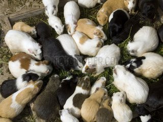 Hausschweinchen  die in einem Käfig Lima Peru essen