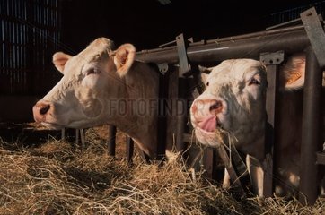 Kuh- und Bullen -Charolais in Cornadis Heu essen