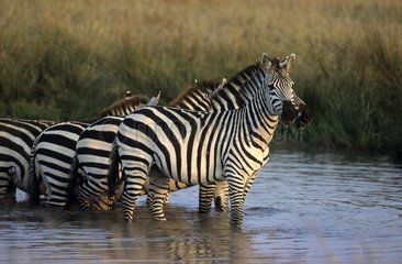 Grant's Zebra in water Masai Mara Kenya