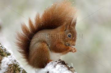 Ecureuil roux mangeant sous la neige Ile-de-France